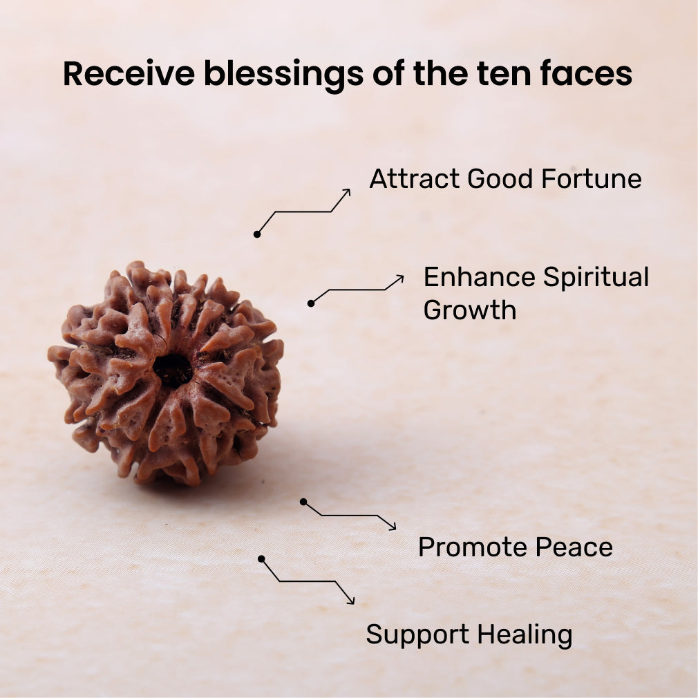 https://cdn.shopify.com/s/files/1/0717/6706/4739/files/10_20Mukhi_20Rudraksha-1.jpg?v=1758205626