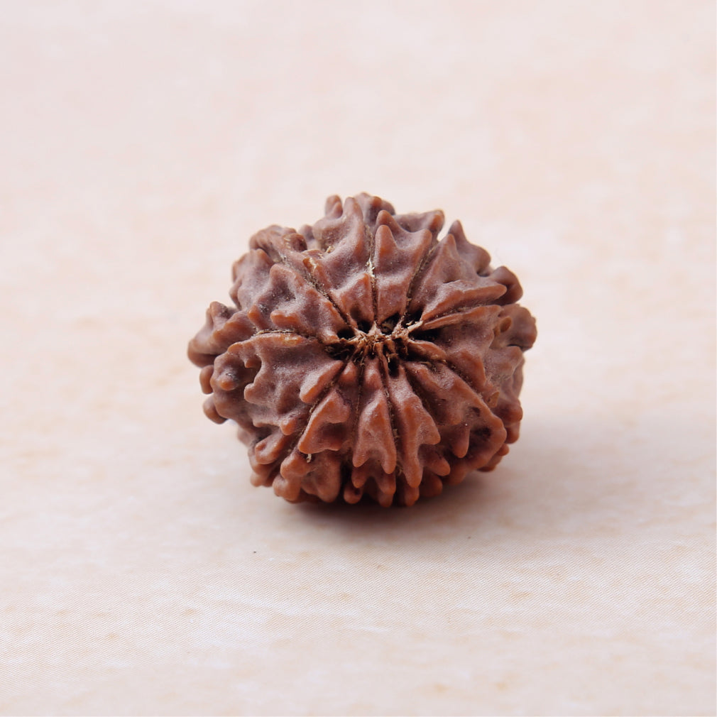 https://cdn.shopify.com/s/files/1/0717/6706/4739/files/10_20Mukhi_20Rudraksha-2.jpg?v=1758205626