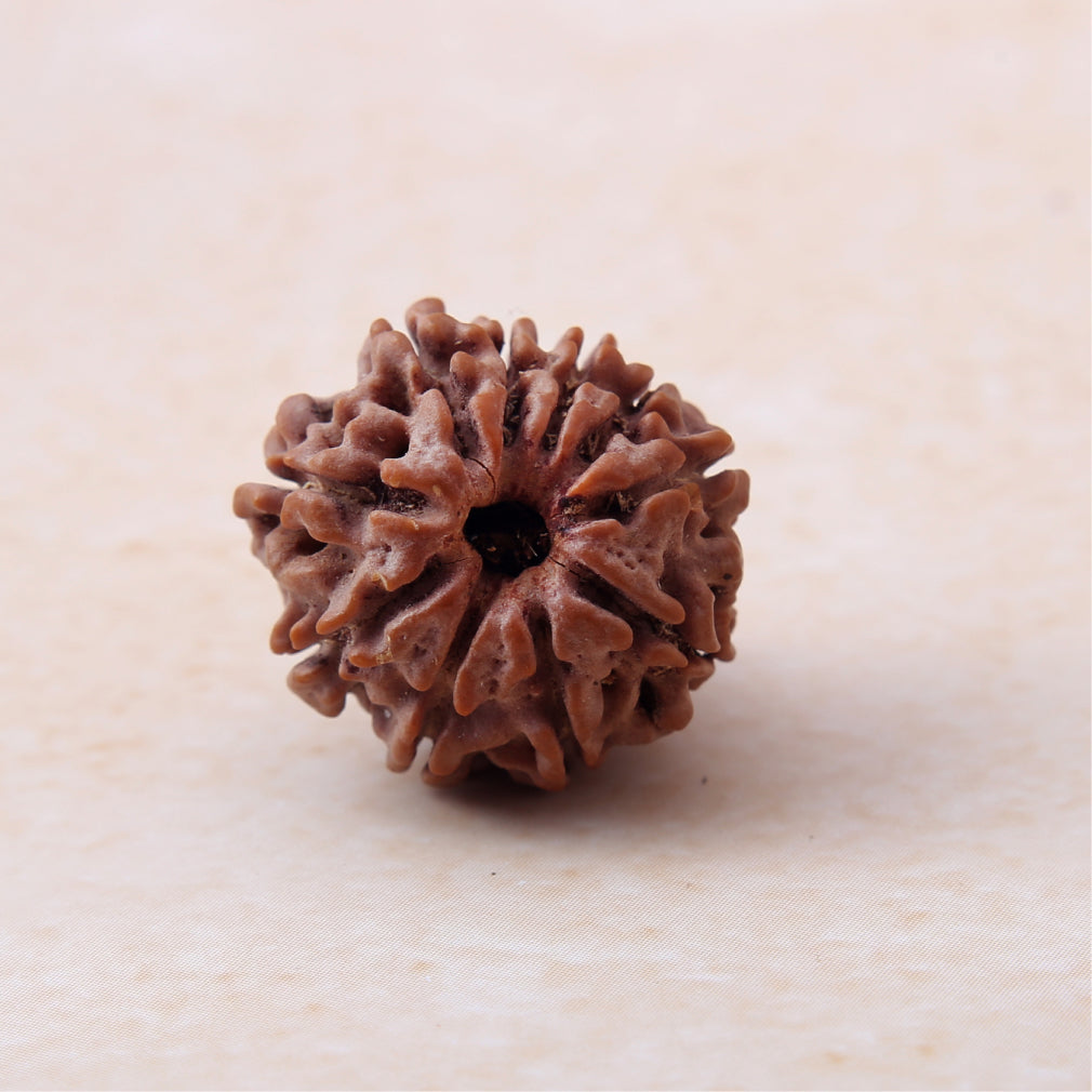 https://cdn.shopify.com/s/files/1/0717/6706/4739/files/10_20Mukhi_20Rudraksha.jpg?v=1758205626