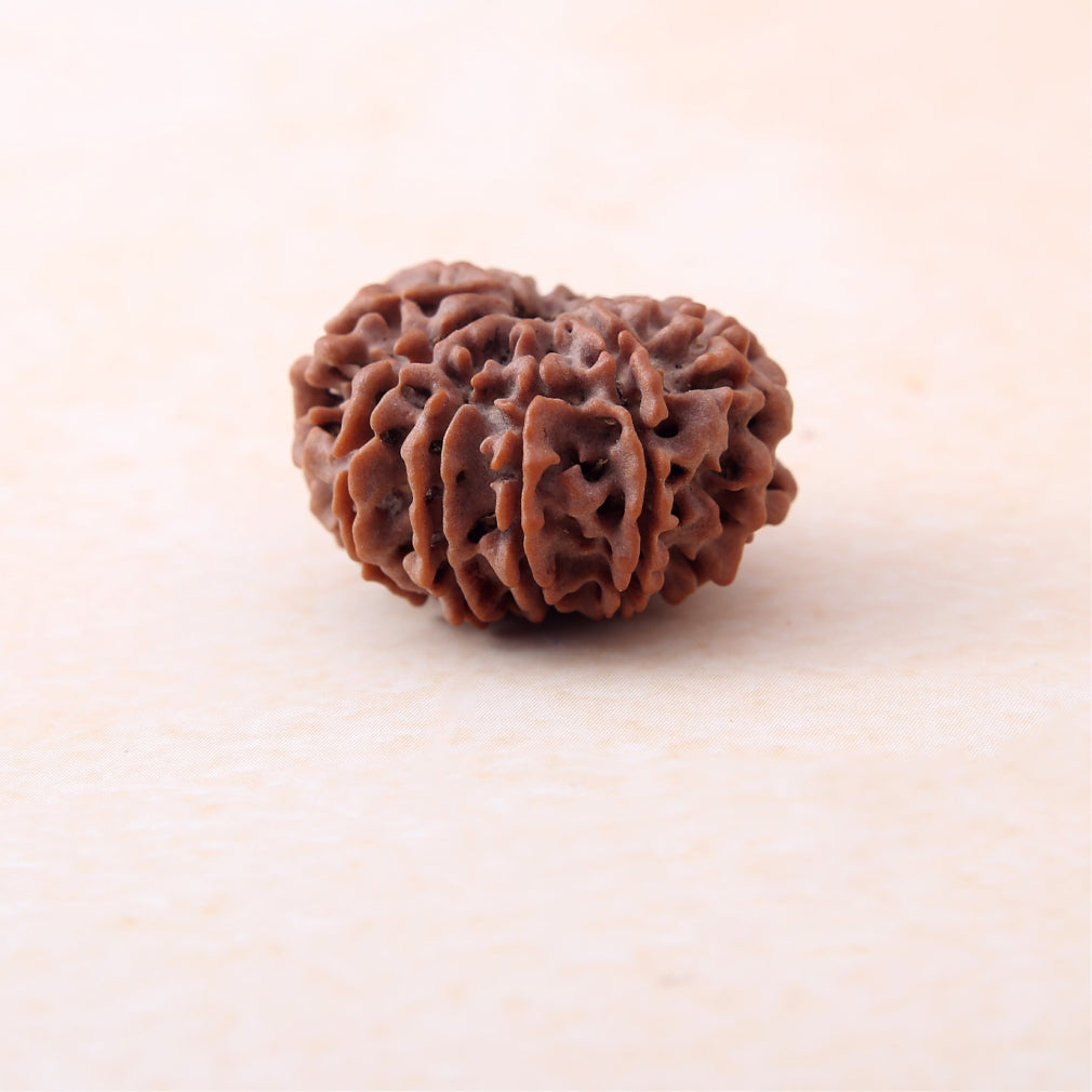 https://cdn.shopify.com/s/files/1/0717/6706/4739/files/11_20Mukhi_20Rudraksha-1.jpg?v=1770612083
