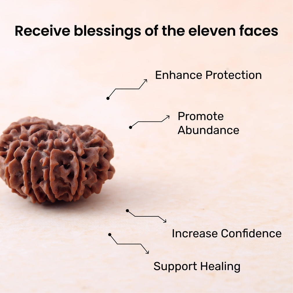 https://cdn.shopify.com/s/files/1/0717/6706/4739/files/11_20Mukhi_20Rudraksha-2.jpg?v=1770612083