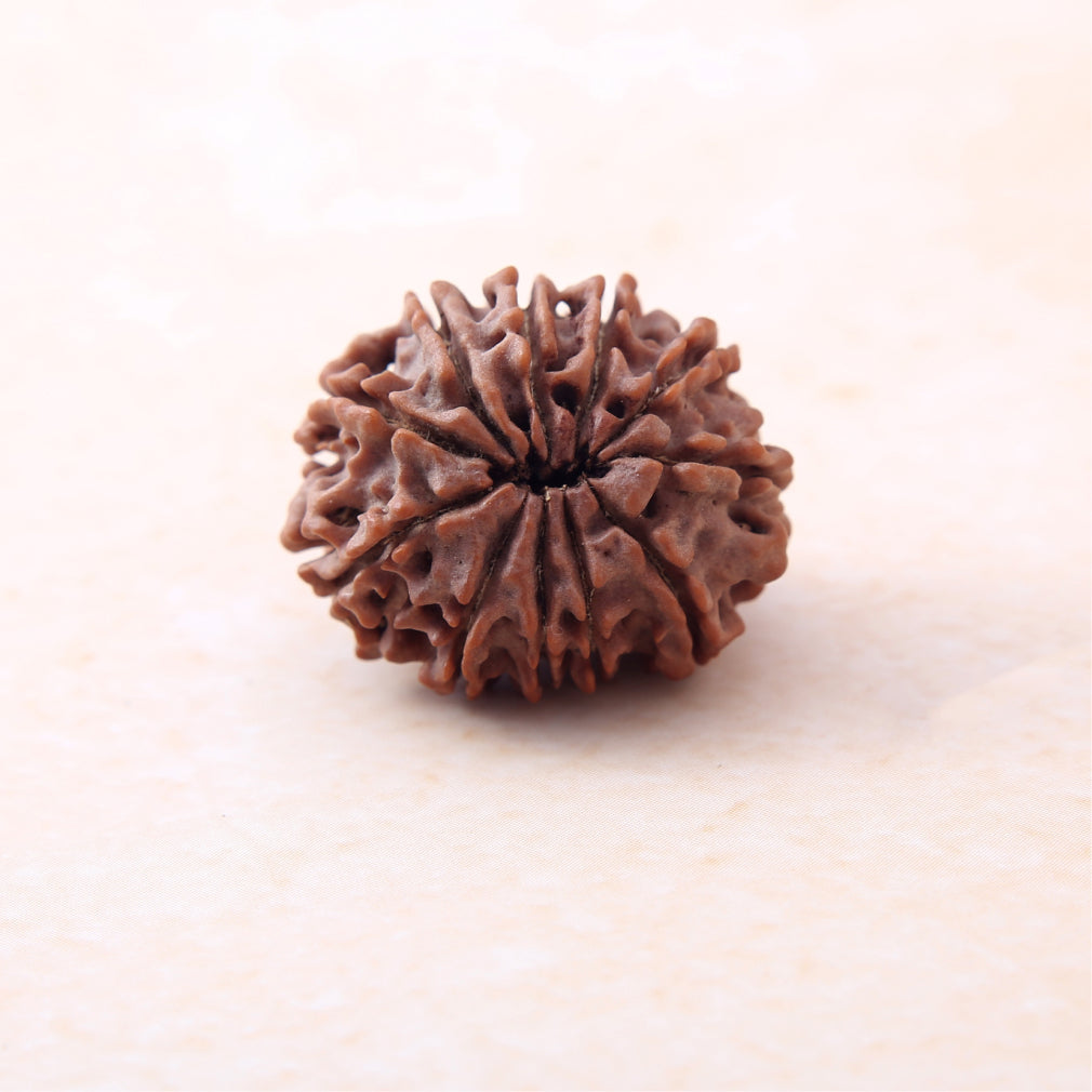 https://cdn.shopify.com/s/files/1/0717/6706/4739/files/11_20Mukhi_20Rudraksha-3.jpg?v=1758205372