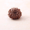 https://cdn.shopify.com/s/files/1/0717/6706/4739/files/11_20Mukhi_20Rudraksha-3.jpg?v=1758205372