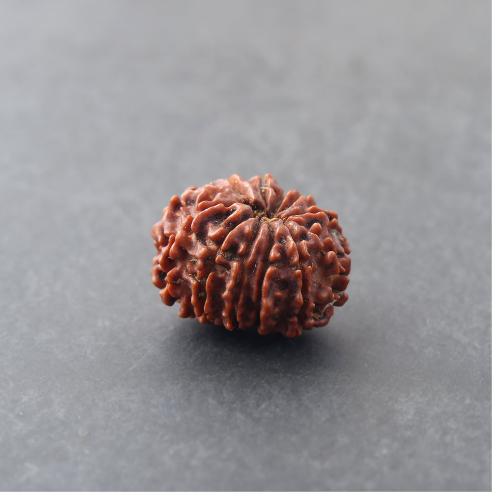 https://cdn.shopify.com/s/files/1/0717/6706/4739/files/12_20Mukhi_20Rudraksha-1.jpg?v=1758205626