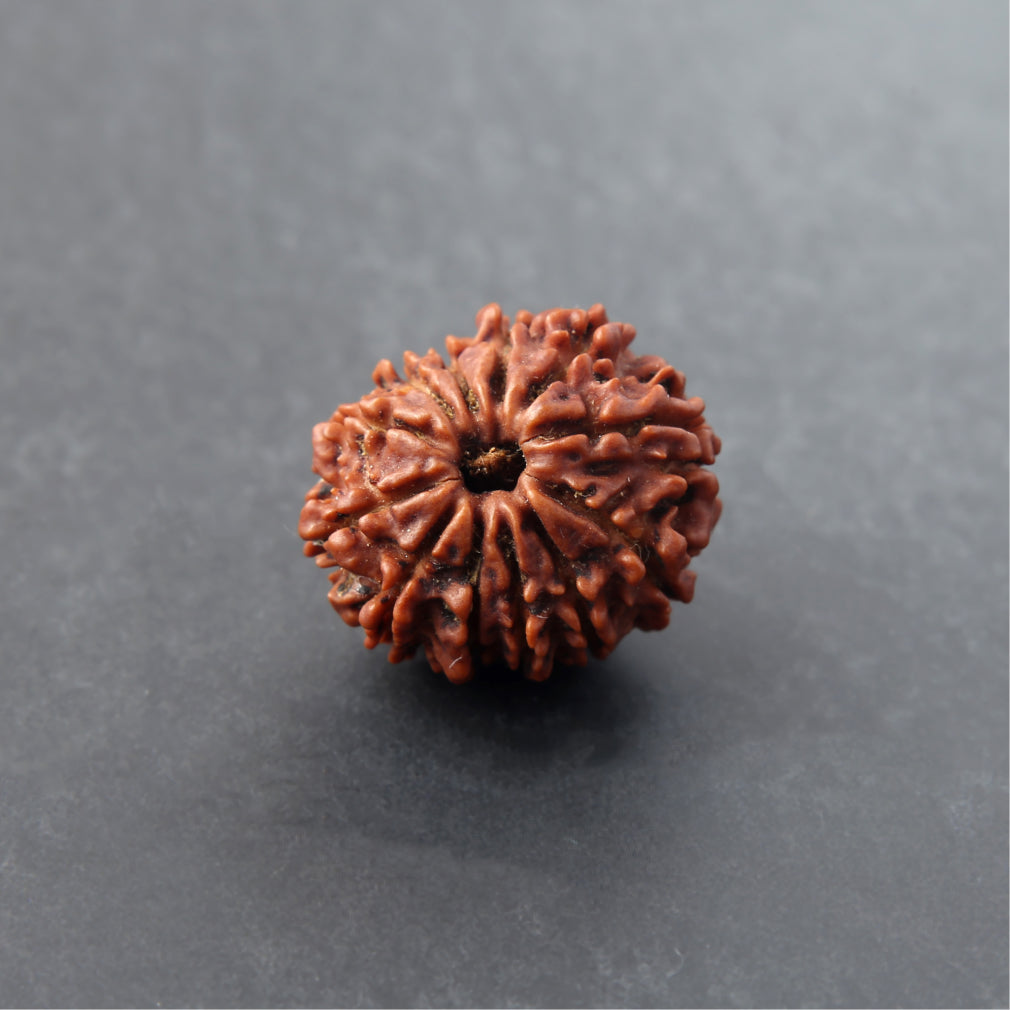 https://cdn.shopify.com/s/files/1/0717/6706/4739/files/12_20Mukhi_20Rudraksha-1_2864b26e-4f16-48ea-a012-812b73cf1263.jpg?v=1758205433