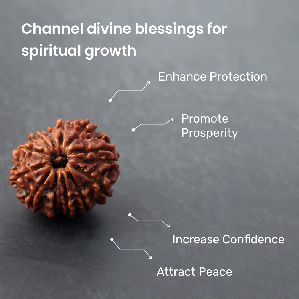 https://cdn.shopify.com/s/files/1/0717/6706/4739/files/12_20Mukhi_20Rudraksha-2_3f1bfbd9-a342-41d6-9884-0ffee1af473f.jpg?v=1758205433