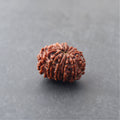https://cdn.shopify.com/s/files/1/0717/6706/4739/files/12_20Mukhi_20Rudraksha.jpg?v=1758205433