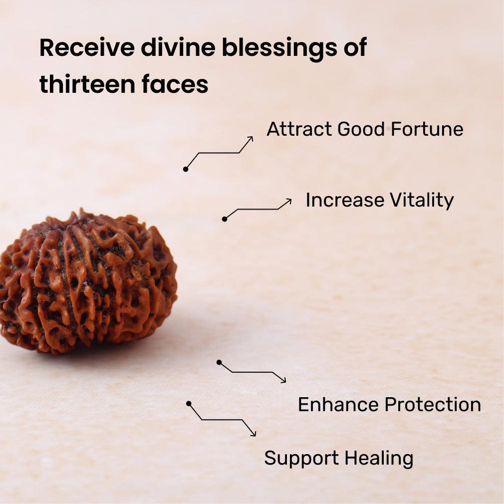 https://cdn.shopify.com/s/files/1/0717/6706/4739/files/13_20Mukhi_20Rudraksha-1_9593b20b-f5c7-4df7-b55e-8d9d7a5e185f.jpg?v=1770430461