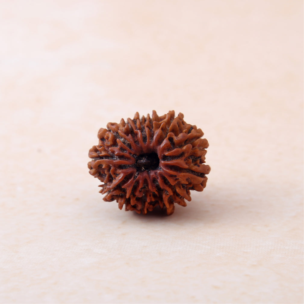 https://cdn.shopify.com/s/files/1/0717/6706/4739/files/13_20Mukhi_20Rudraksha-2_9edfa51f-35fe-41d5-8d4e-645f500e4479.jpg?v=1770430461