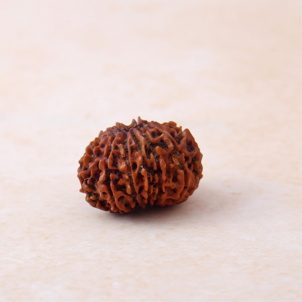https://cdn.shopify.com/s/files/1/0717/6706/4739/files/13_20Mukhi_20Rudraksha.jpg?v=1758205562