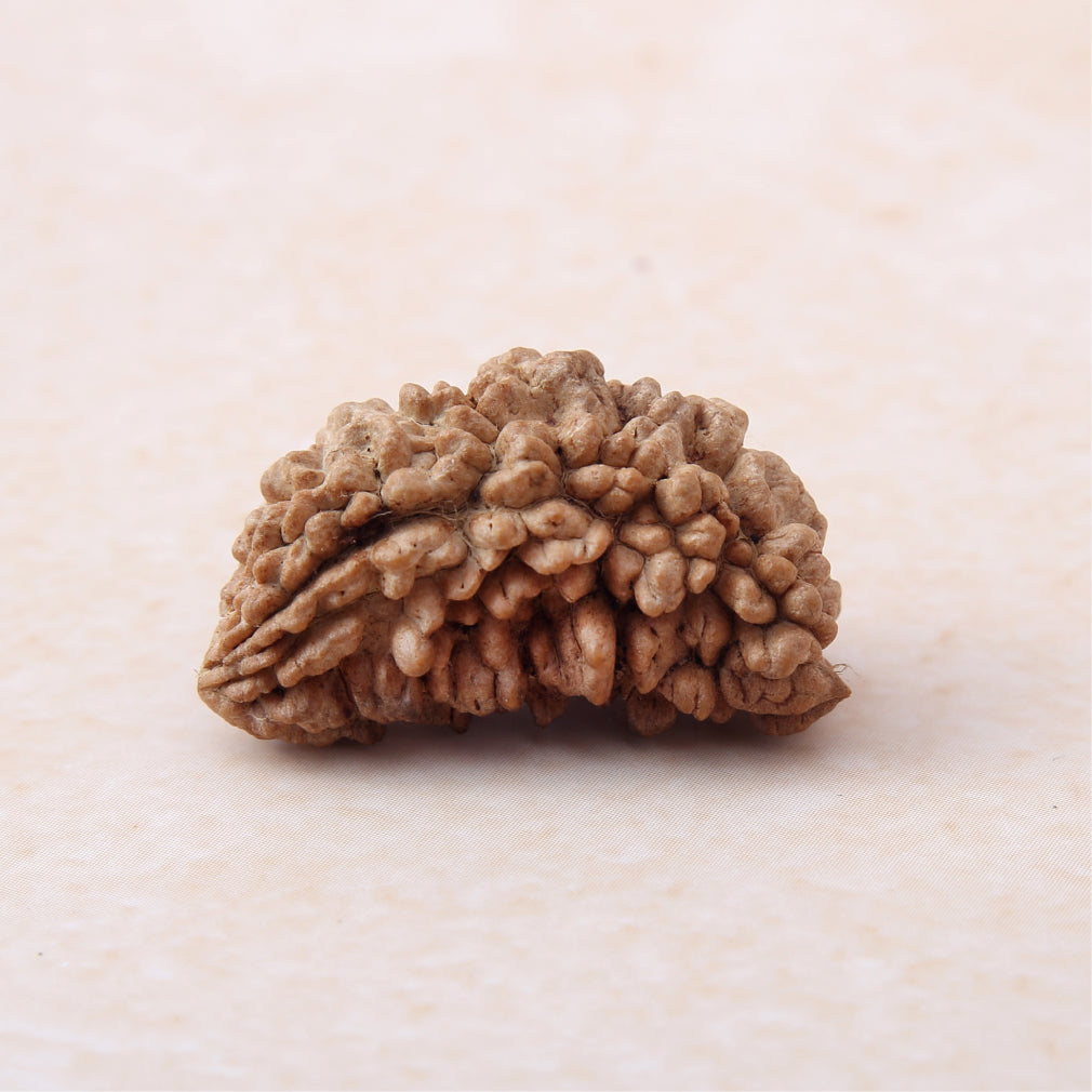 https://cdn.shopify.com/s/files/1/0717/6706/4739/files/1_20Mukhi_20Rudraksha-1.jpg?v=1758205246
