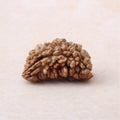 https://cdn.shopify.com/s/files/1/0717/6706/4739/files/1_20Mukhi_20Rudraksha-1.jpg?v=1758205246