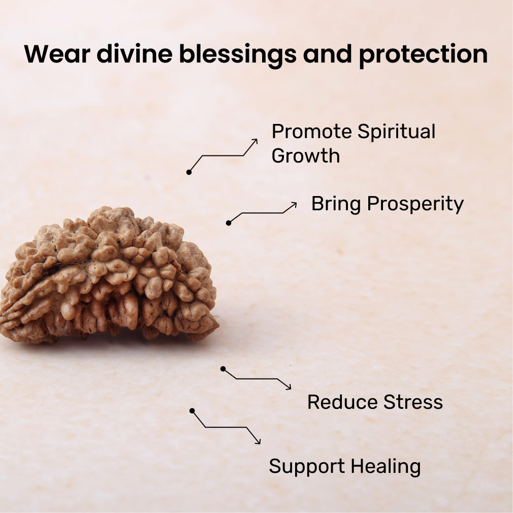 https://cdn.shopify.com/s/files/1/0717/6706/4739/files/1_20Mukhi_20Rudraksha-2.jpg?v=1758205246