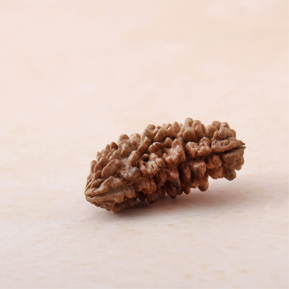 https://cdn.shopify.com/s/files/1/0717/6706/4739/files/1_20Mukhi_20Rudraksha-3.jpg?v=1758205246
