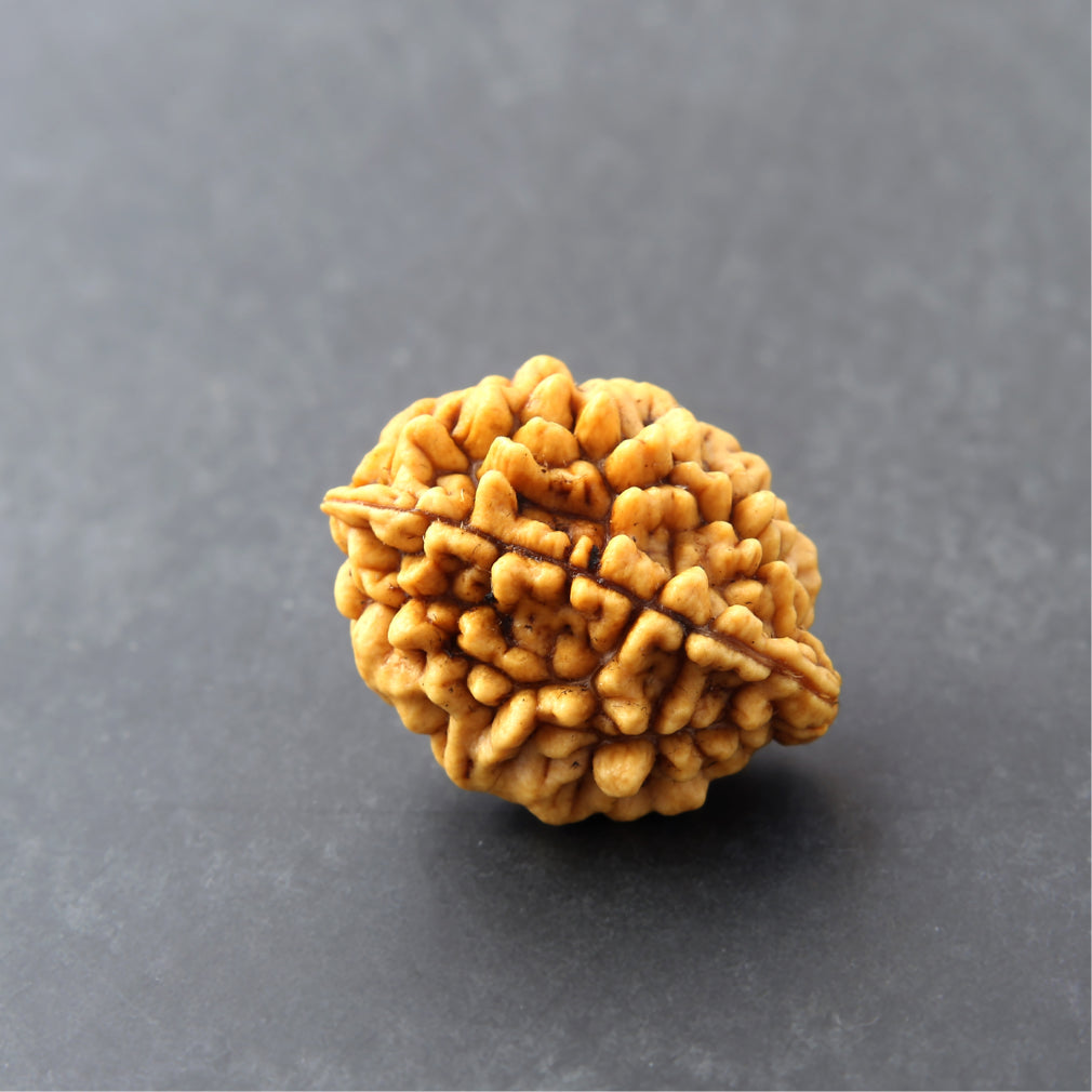https://cdn.shopify.com/s/files/1/0717/6706/4739/files/2_20Mukhi_20Rudraksha-1.jpg?v=1758205593
