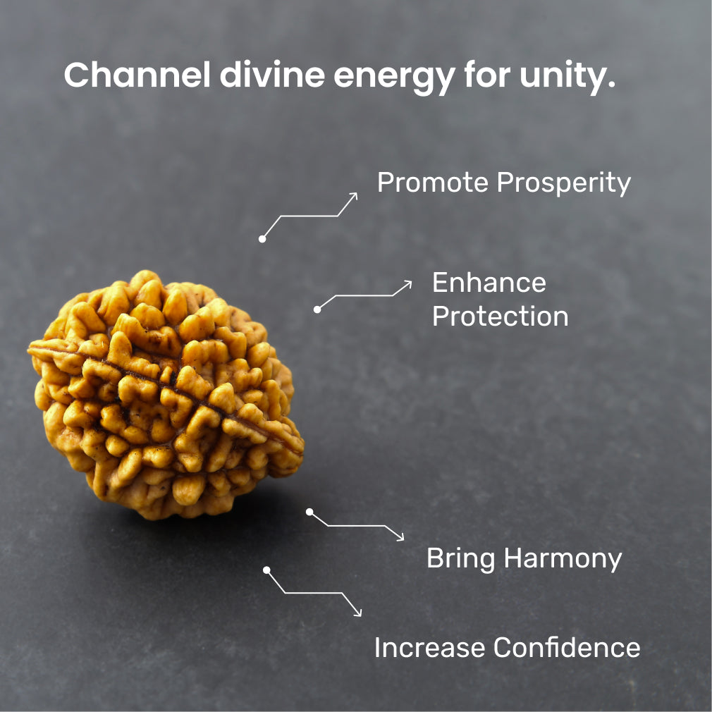 https://cdn.shopify.com/s/files/1/0717/6706/4739/files/2_20Mukhi_20Rudraksha-2.jpg?v=1758205593
