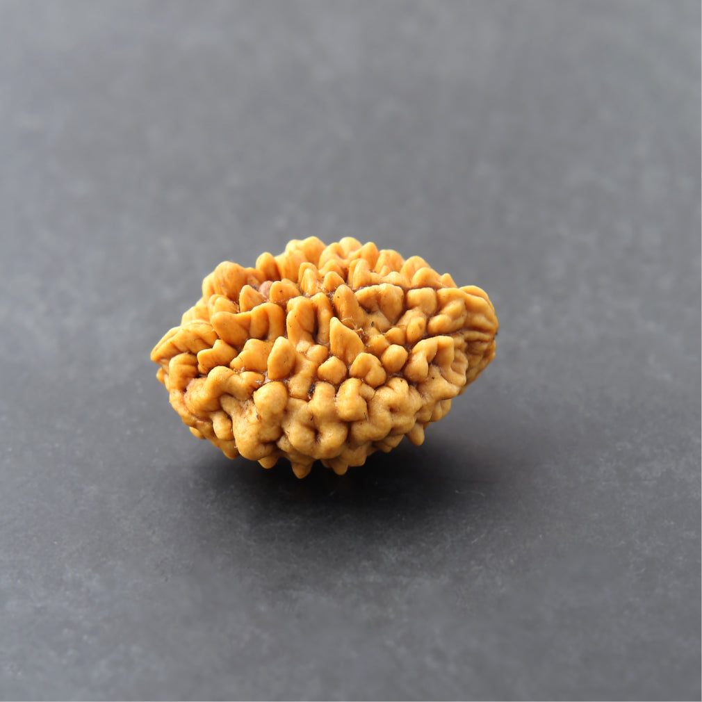 https://cdn.shopify.com/s/files/1/0717/6706/4739/files/2_20Mukhi_20Rudraksha.jpg?v=1758205593