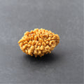 https://cdn.shopify.com/s/files/1/0717/6706/4739/files/2_20Mukhi_20Rudraksha.jpg?v=1758205593