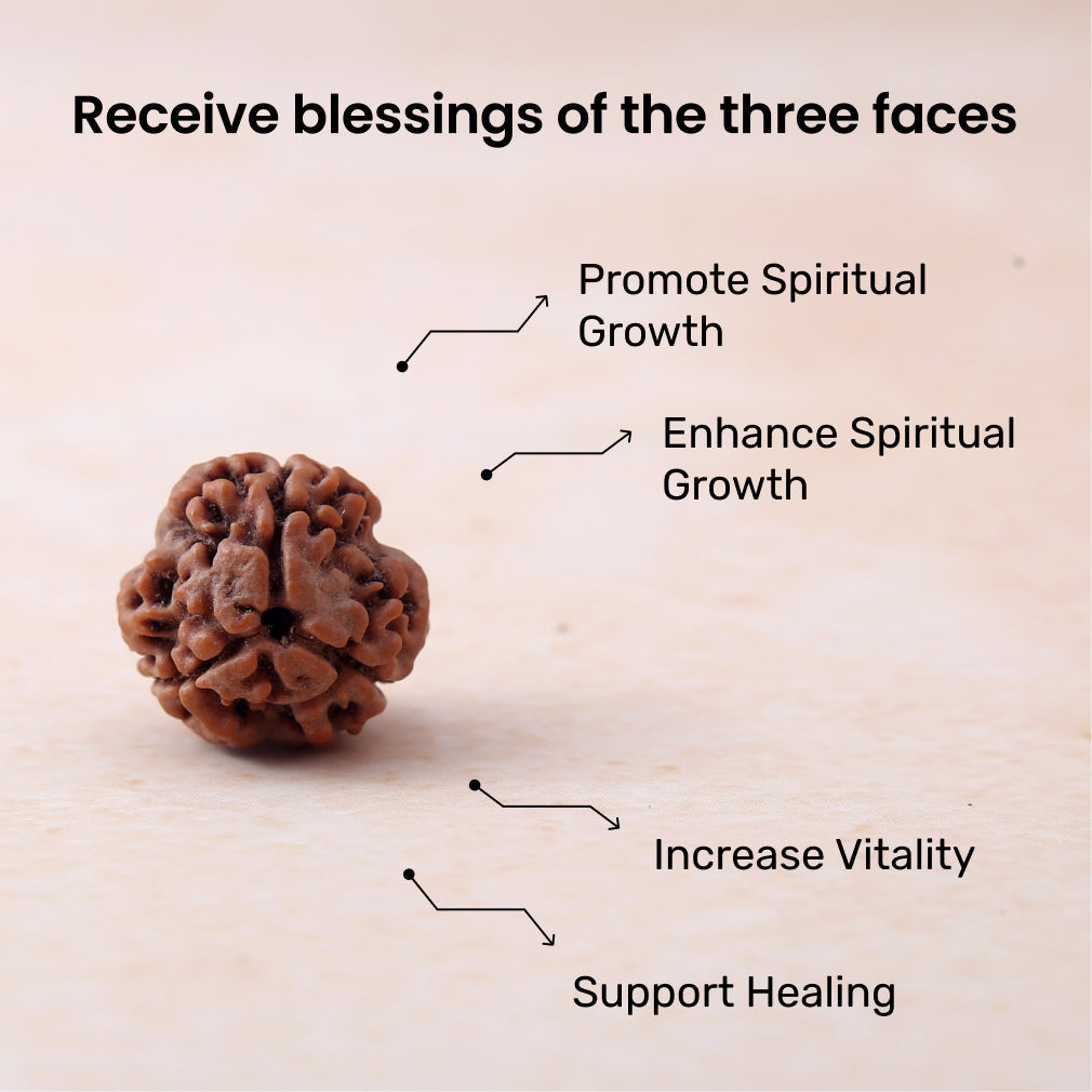 https://cdn.shopify.com/s/files/1/0717/6706/4739/files/3_20Mukhi_20Rudraksha-1.jpg?v=1758205345
