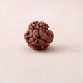 https://cdn.shopify.com/s/files/1/0717/6706/4739/files/3_20Mukhi_20Rudraksha-1.png?v=1758205345