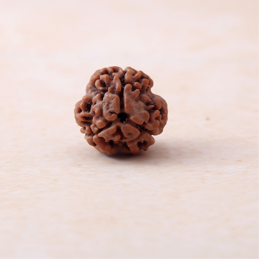 https://cdn.shopify.com/s/files/1/0717/6706/4739/files/3_20Mukhi_20Rudraksha-1.png?v=1758205345
