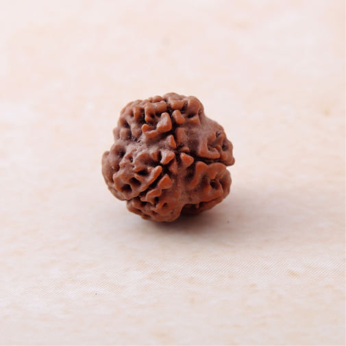 https://cdn.shopify.com/s/files/1/0717/6706/4739/files/3_20Mukhi_20Rudraksha-3.png?v=1758205526