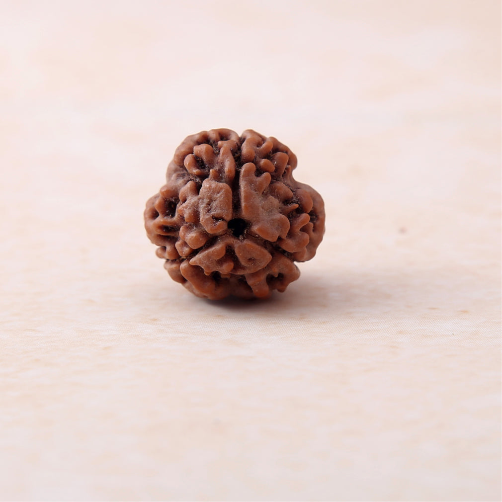 https://cdn.shopify.com/s/files/1/0717/6706/4739/files/3_20Mukhi_20Rudraksha.jpg?v=1758205345