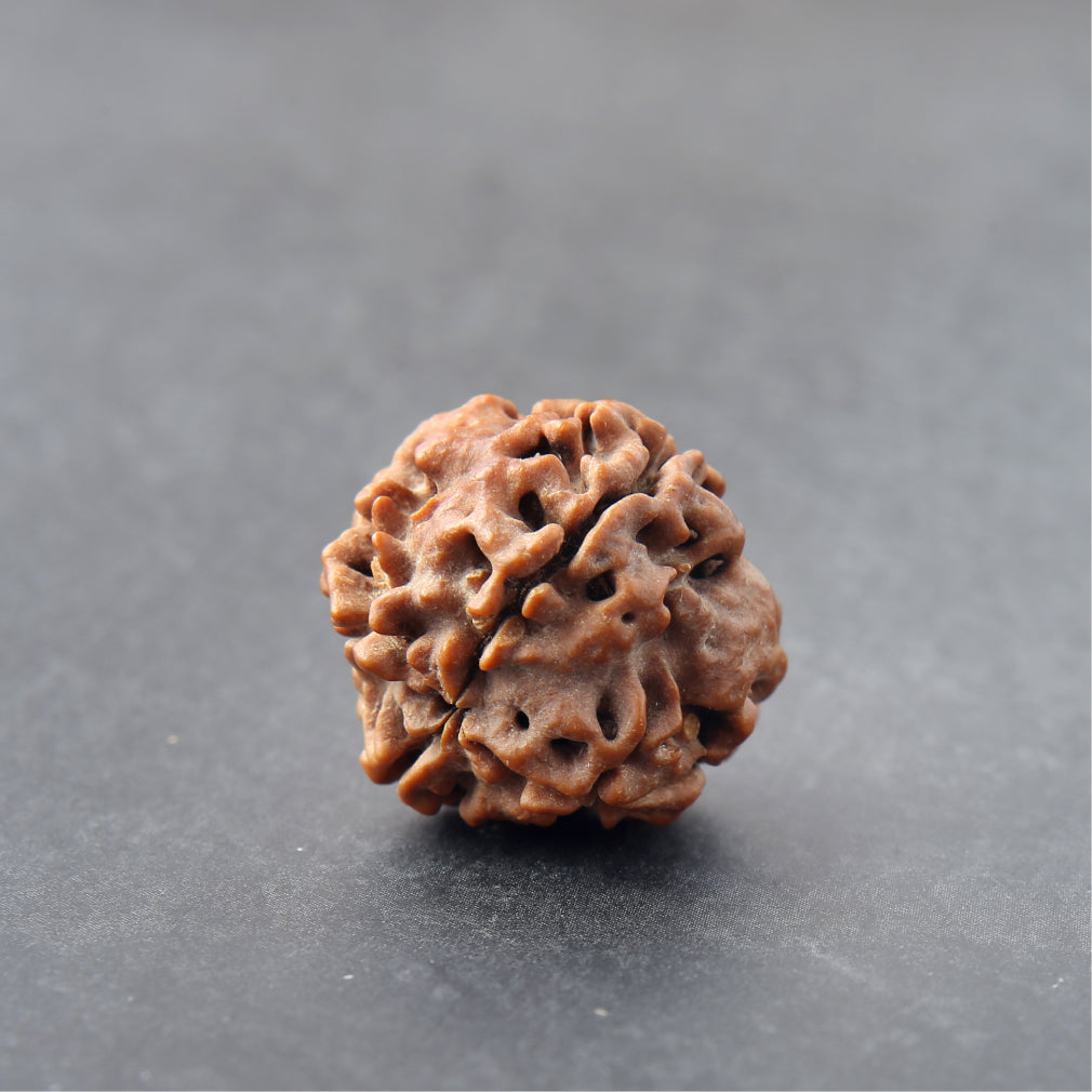 https://cdn.shopify.com/s/files/1/0717/6706/4739/files/4_20Mukhi_20Rudraksha-1_77dcbbe0-1714-47dd-ba0f-811dbc651e3e.jpg?v=1758205403