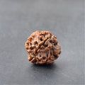 https://cdn.shopify.com/s/files/1/0717/6706/4739/files/4_20Mukhi_20Rudraksha-1_77dcbbe0-1714-47dd-ba0f-811dbc651e3e.jpg?v=1758205403