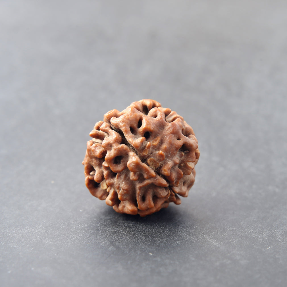 https://cdn.shopify.com/s/files/1/0717/6706/4739/files/4_20Mukhi_20Rudraksha.jpg?v=1758205403