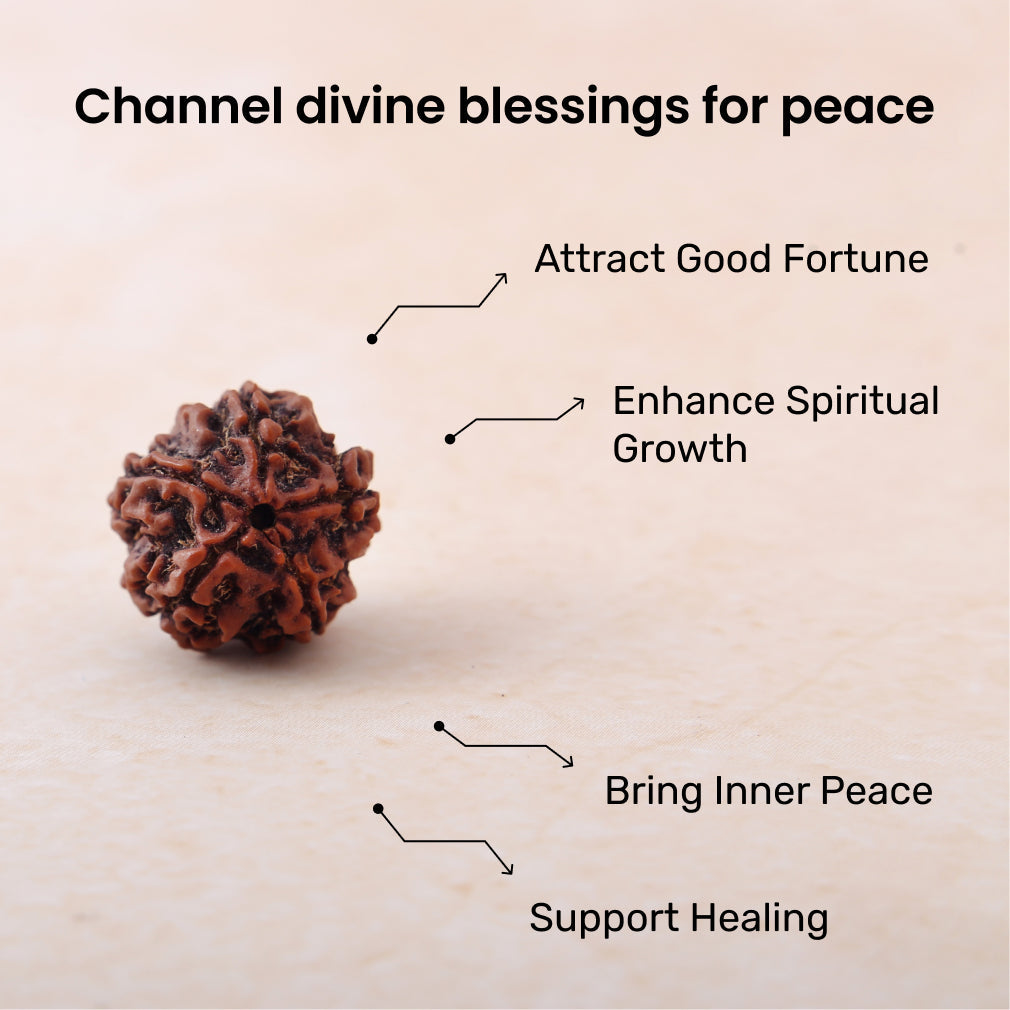 https://cdn.shopify.com/s/files/1/0717/6706/4739/files/5_20Mukhi_20Rudraksha-1.jpg?v=1758259878