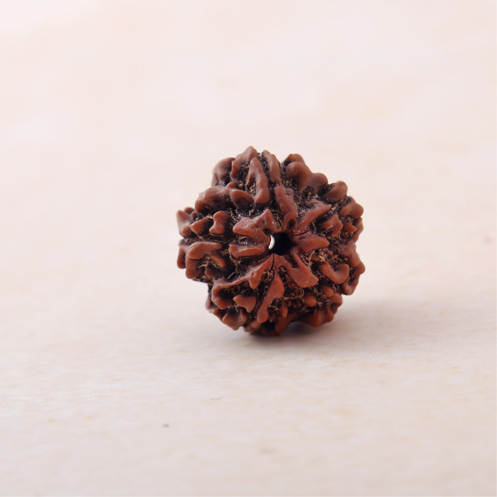 https://cdn.shopify.com/s/files/1/0717/6706/4739/files/5_20Mukhi_20Rudraksha-2_bb570c1d-ad4b-402a-ab67-d4648634af14.jpg?v=1758259874