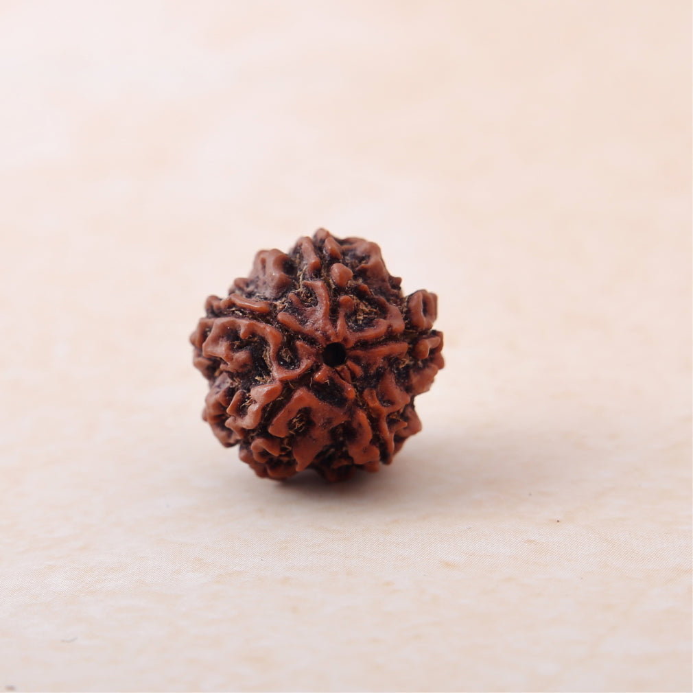 https://cdn.shopify.com/s/files/1/0717/6706/4739/files/5_20Mukhi_20Rudraksha.jpg?v=1758259871
