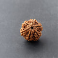https://cdn.shopify.com/s/files/1/0717/6706/4739/files/6_20Mukhi_20Rudraksha-1_3a236438-8785-4e60-89c0-c7b403d14162.jpg?v=1758205526