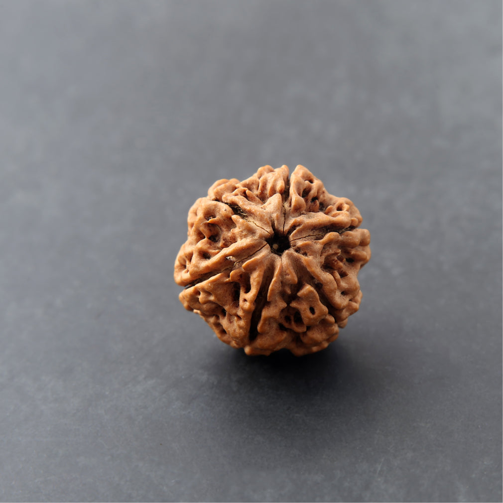 https://cdn.shopify.com/s/files/1/0717/6706/4739/files/6_20Mukhi_20Rudraksha-1_3a236438-8785-4e60-89c0-c7b403d14162.jpg?v=1758205526