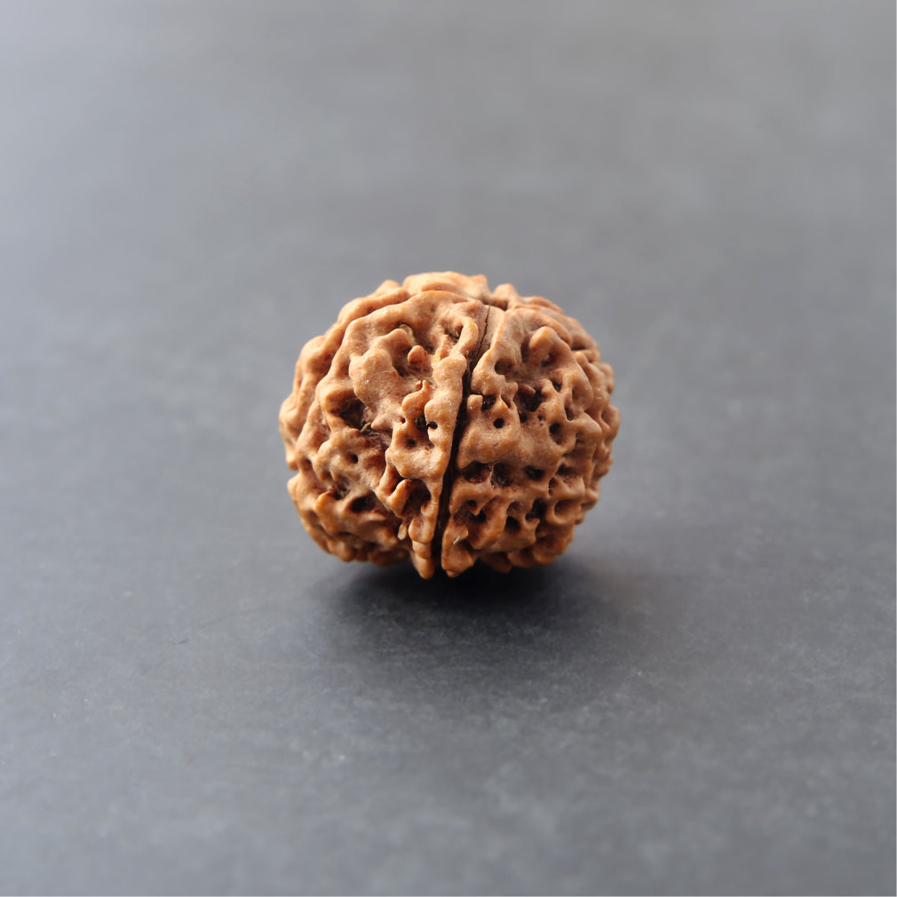 https://cdn.shopify.com/s/files/1/0717/6706/4739/files/6_20Mukhi_20Rudraksha-3_d38594a5-f6d5-4b61-b71a-55136cef59df.jpg?v=1758205526