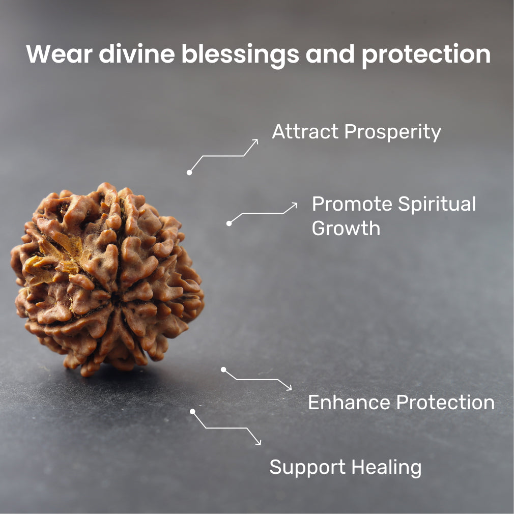 https://cdn.shopify.com/s/files/1/0717/6706/4739/files/7_20Mukhi_20Rudraksha-2.jpg?v=1758205464