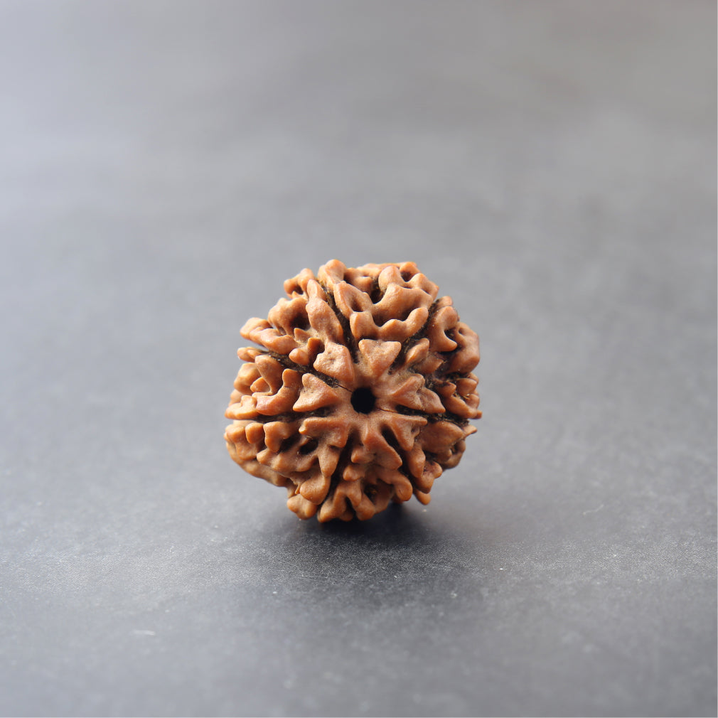 https://cdn.shopify.com/s/files/1/0717/6706/4739/files/7_20Mukhi_20Rudraksha.jpg?v=1758205464