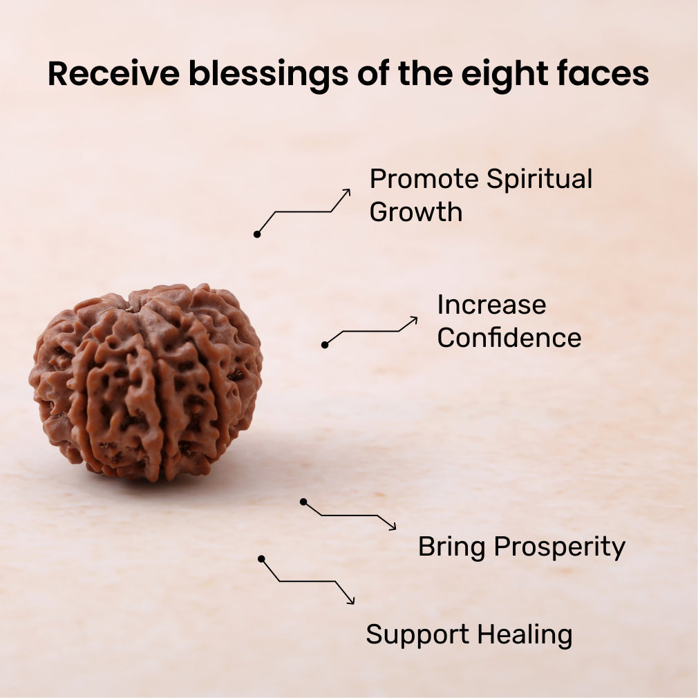 https://cdn.shopify.com/s/files/1/0717/6706/4739/files/8_20Mukhi_20Rudraksha-1.jpg?v=1770612512