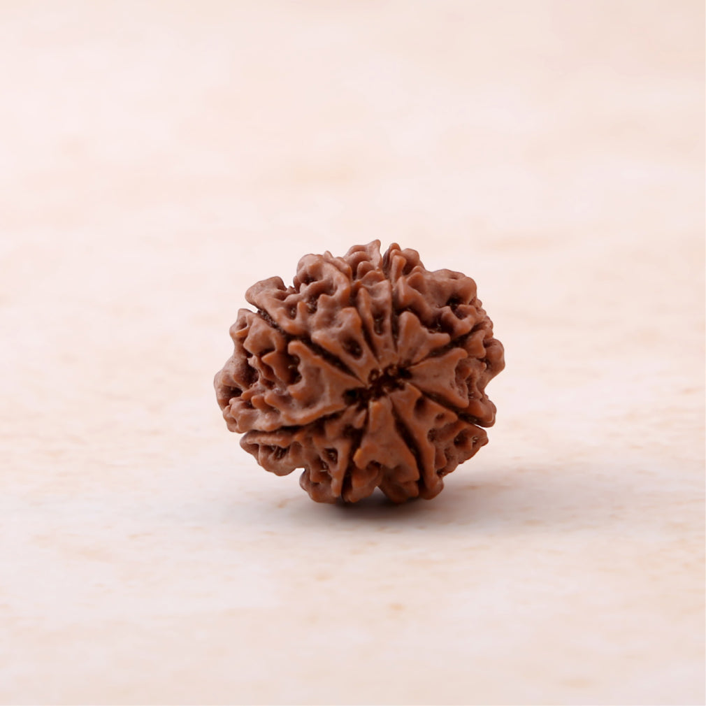 https://cdn.shopify.com/s/files/1/0717/6706/4739/files/8_20Mukhi_20Rudraksha-2_017ab28a-8237-481d-8a31-401c6eaa7c53.jpg?v=1758205494