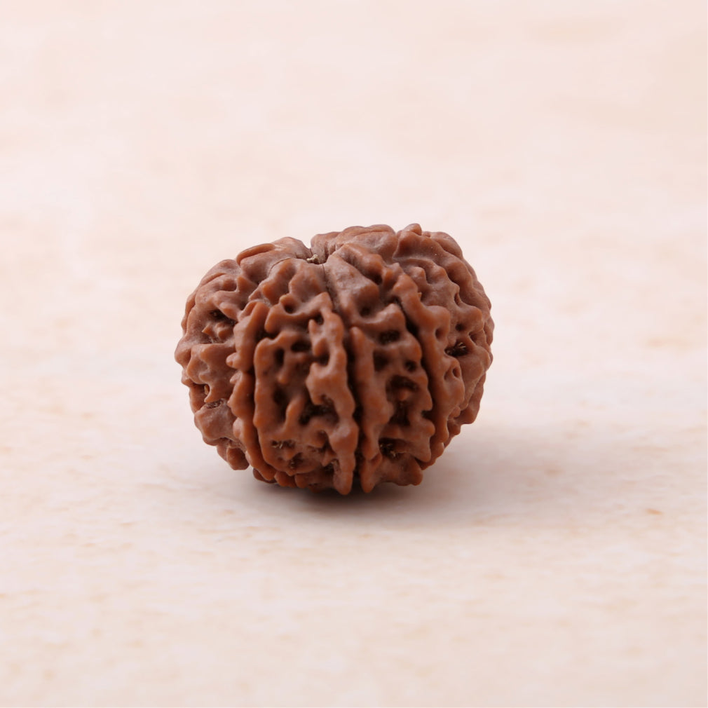 https://cdn.shopify.com/s/files/1/0717/6706/4739/files/8_20Mukhi_20Rudraksha.jpg?v=1770612512