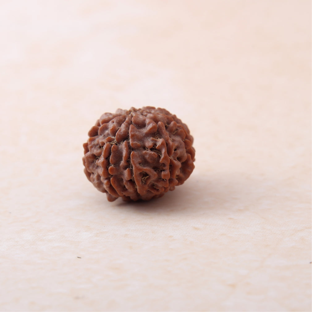 https://cdn.shopify.com/s/files/1/0717/6706/4739/files/9_20Mukhi_20Rudraksha-2_5f741505-491f-4805-9597-963b419325f7.jpg?v=1758205275