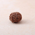 https://cdn.shopify.com/s/files/1/0717/6706/4739/files/9_20Mukhi_20Rudraksha-2_5f741505-491f-4805-9597-963b419325f7.jpg?v=1758205275