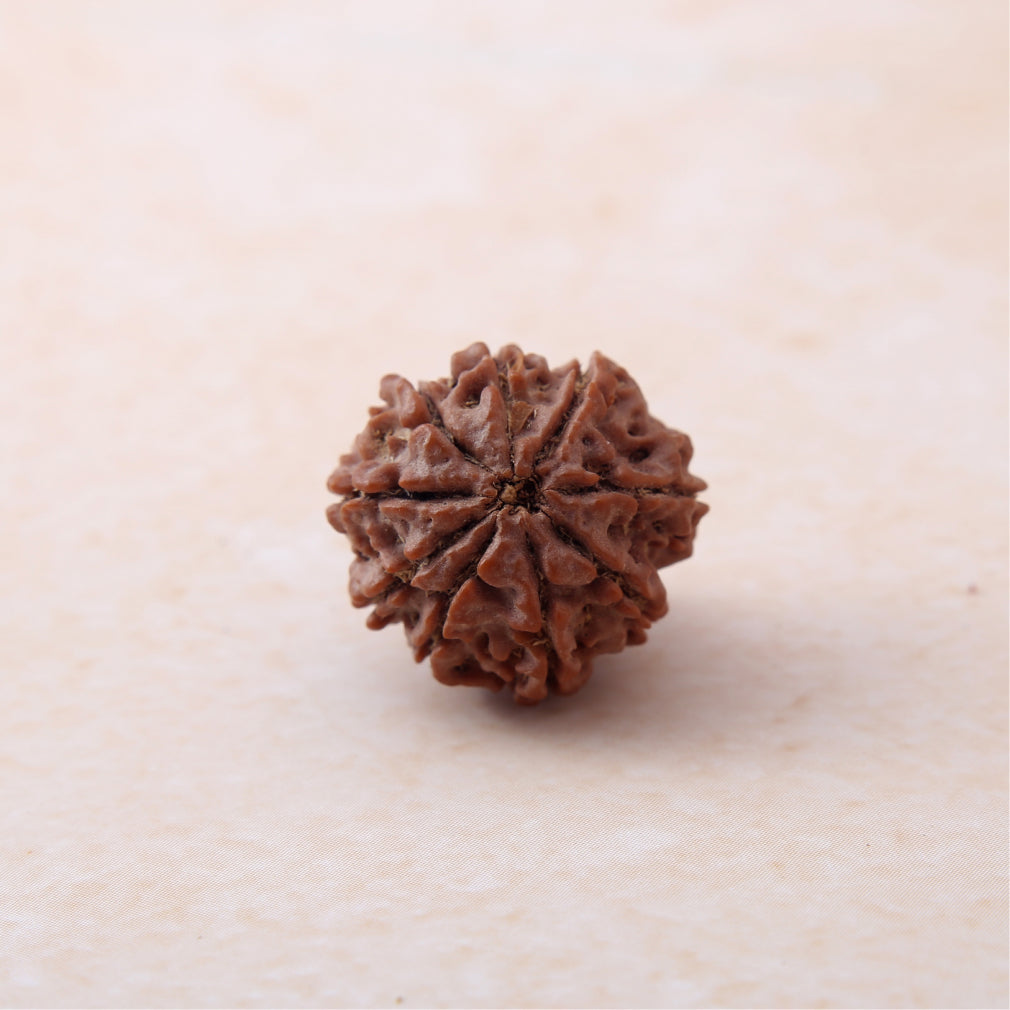 https://cdn.shopify.com/s/files/1/0717/6706/4739/files/9_20Mukhi_20Rudraksha.jpg?v=1758205275