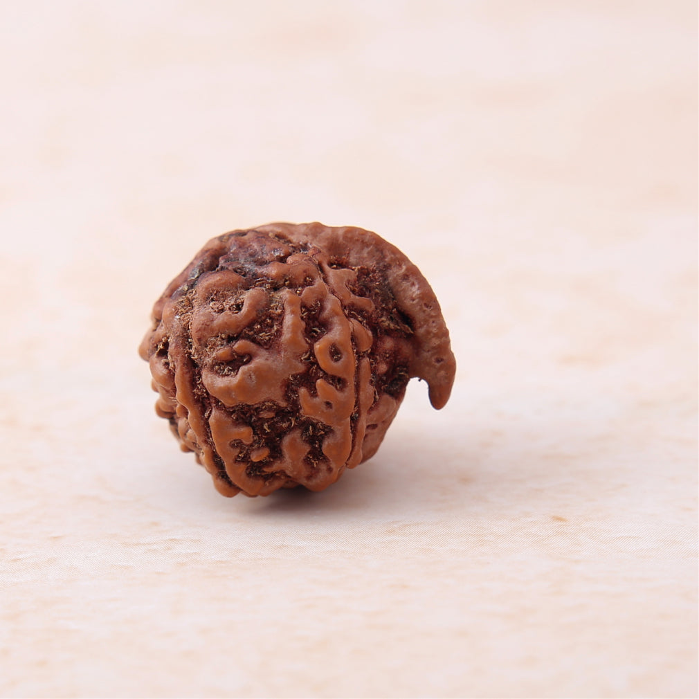https://cdn.shopify.com/s/files/1/0717/6706/4739/files/Ganesh_20Mukhi_20Rudraksha-1_d2359c1b-b5b0-4306-9419-c1ccaeb9dd76.jpg?v=1758205716