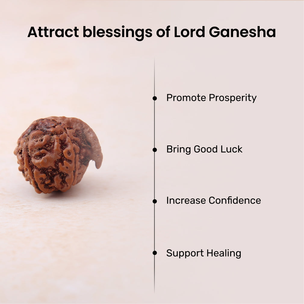https://cdn.shopify.com/s/files/1/0717/6706/4739/files/Ganesh_20Mukhi_20Rudraksha-2_44b31700-aa39-4d48-9655-9425ef8c3304.jpg?v=1758205716
