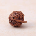 https://cdn.shopify.com/s/files/1/0717/6706/4739/files/Ganesh_20Mukhi_20Rudraksha-3.jpg?v=1758205716