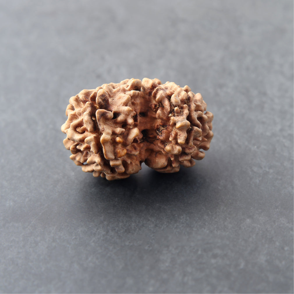 https://cdn.shopify.com/s/files/1/0717/6706/4739/files/Gouri_20Shankar_20Rudraksha-1_7e99403d-d50c-444e-8b13-36183363f87b.jpg?v=1758259894