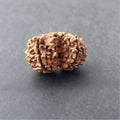 https://cdn.shopify.com/s/files/1/0717/6706/4739/files/Gouri_20Shankar_20Rudraksha-1_7e99403d-d50c-444e-8b13-36183363f87b.jpg?v=1758259894