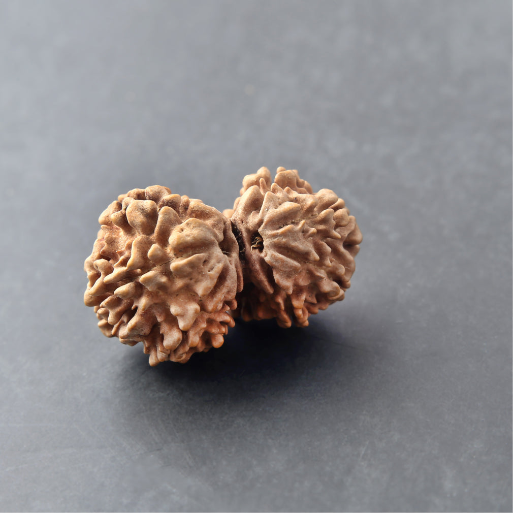 https://cdn.shopify.com/s/files/1/0717/6706/4739/files/Gouri_20Shankar_20Rudraksha-2_62bf5011-873d-4bea-b76f-6d86d184b2f4.jpg?v=1770430622